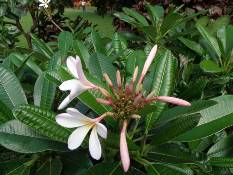 02_Hawaii_2 150.jpg (65884 bytes)